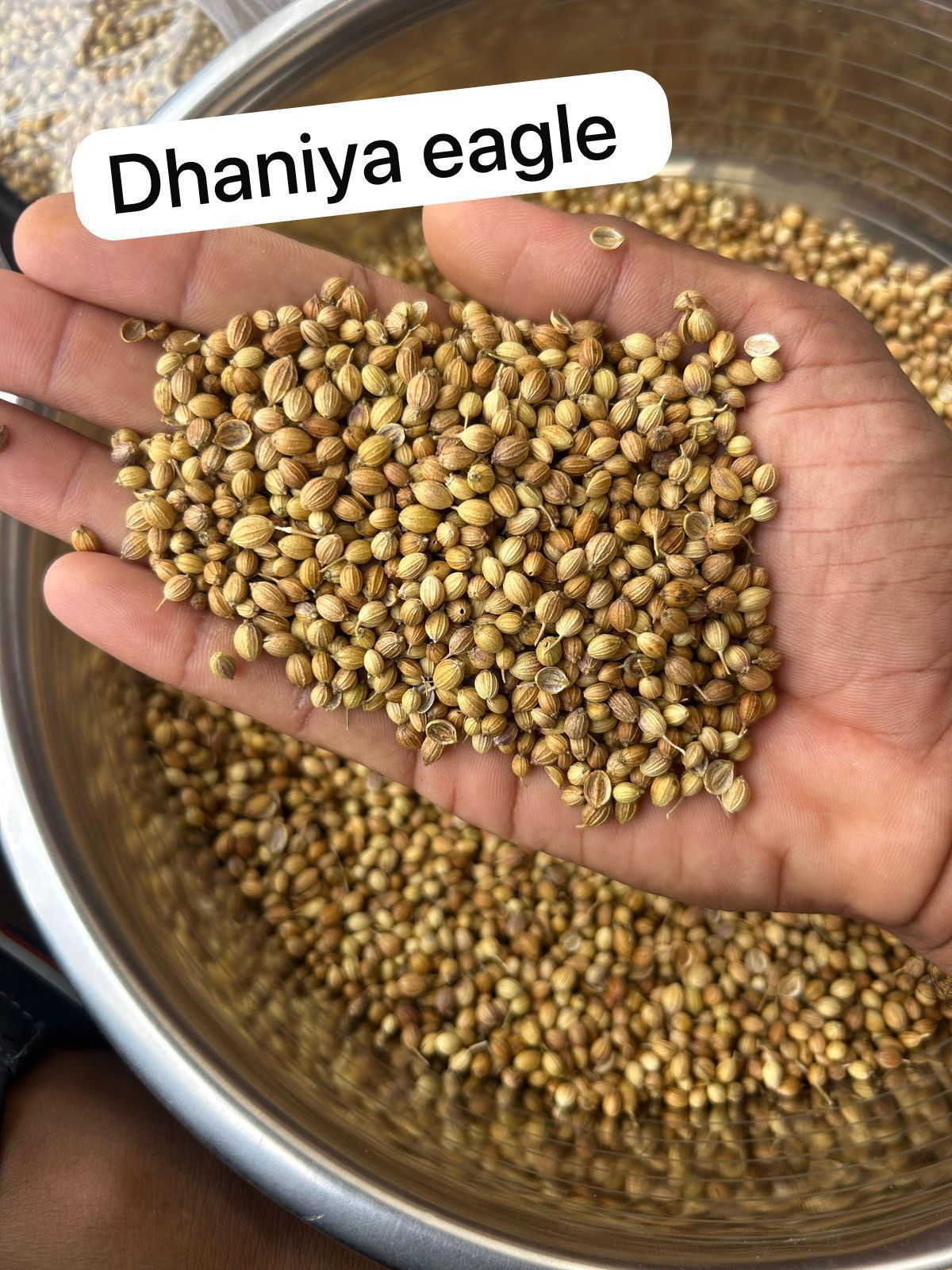 Coriander 3