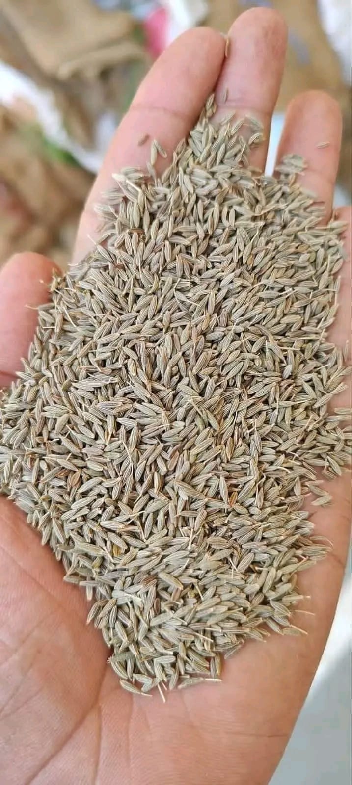 Cumin 1