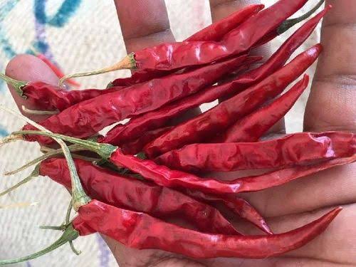 Red Chilli 5