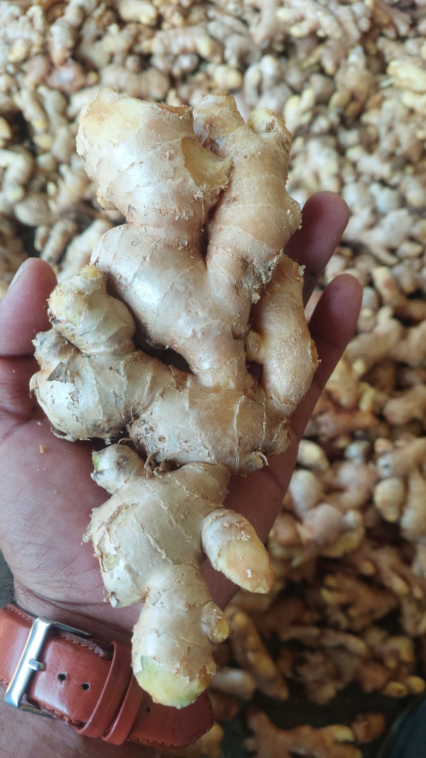 Ginger 2