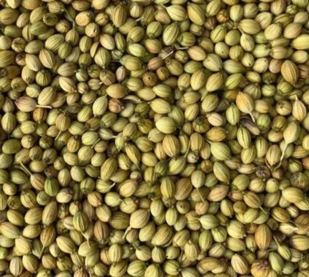 Coriander 1